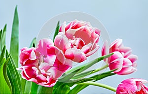 bouquet of open pink tulips Columbus