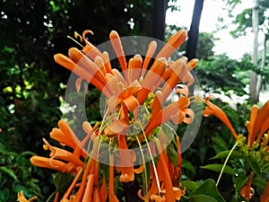 Bouquet of orange flowers of Pyrostegia venusta photo