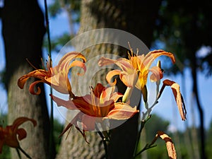 A bouquet of orange iris