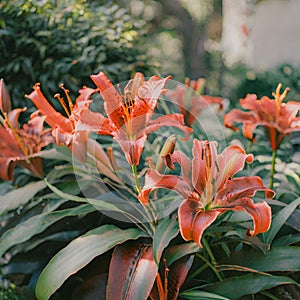 A bouquet of orange lilies