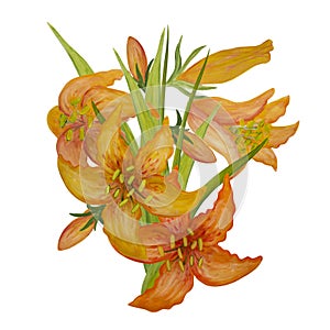 Bouquet of orange lilies painted in watercolor and isolated on a white background.