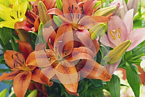 Bouquet of orange and pink lilies