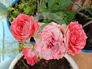 Bouquet of orange roses flower