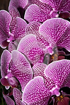 Bouquet of orchids