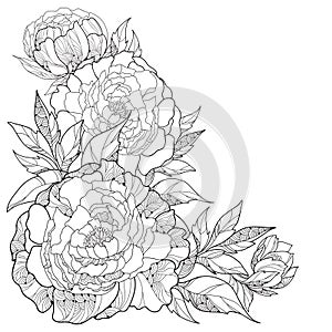 Bouquet with ornate peony flower and leaves isolated on white background. photo