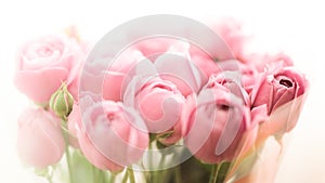 Bouquet of pale peony roses flowers wrapped in cellophane