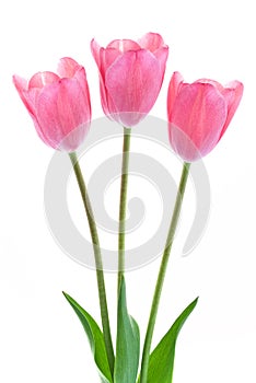 Pale pink tulips isolated on white background