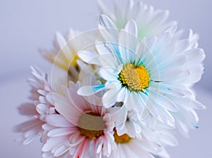 Bouquet of Pastel Daisies