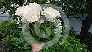 A bouquet of peonies in his hand the view from the eyes of the first person