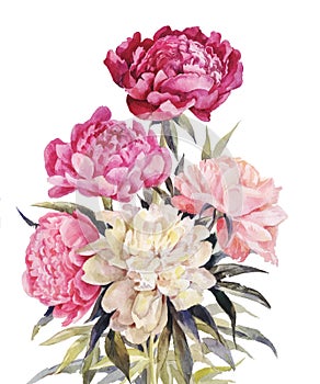 Bouquet of peonies watercolor.Iillustration for vintage greeting