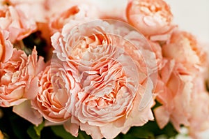 Bouquet of peony roses of juliet. Coral flowers, floral backgroun