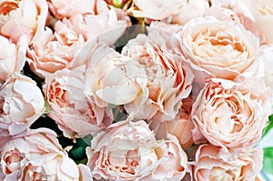Bouquet of peony roses of juliet. Pink flowers, floral background