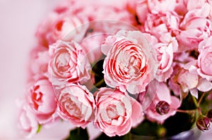 Bouquet of peony roses of juliet. Pink flowers, floral background. Soft focus, blur