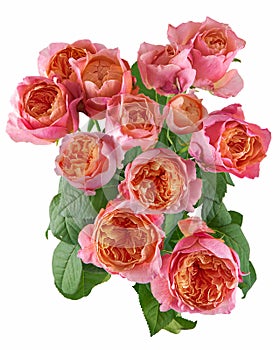 Bouquet of peony tea roses isolated on white background