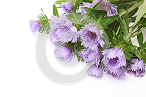 Bouquet of Pincushion flowers in a white background