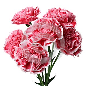 Bouquet of pink carnation flowers isolated on white background