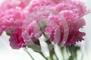 A bouquet of pink carnations