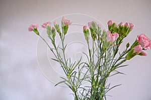 bouquet of pink carnations in a vase top view across the white wall and the wooden drawer. Copy space. Home decor