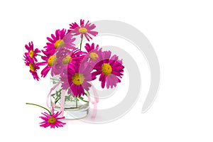 Bouquet of pink chamomile Pyrethrum, Tanacetum coccineum in small vase on white background with space for text