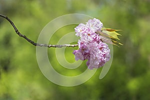 Bouquet of pink cherry blossom, Prunus serrulata, Kanzan, Sekiyama