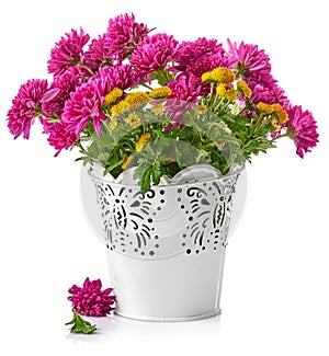 Bouquet pink chrysanthemum in white bucket