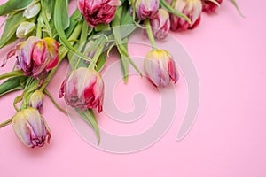 Bouquet pink with crimson tulip flowers in spring up on pink isolated