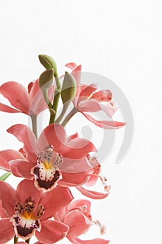 Bouquet of pink cymbidium orchids