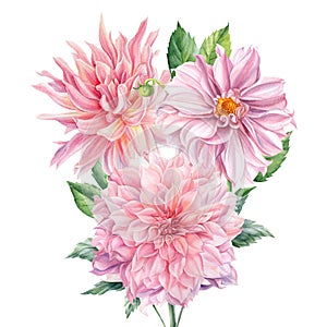 Bouquet of pink dahlia flowers on isolated white background, watercolor botanical painting, flora design