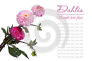 Bouquet of pink dahlia isolated on white background