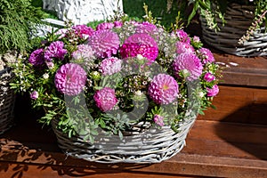 Bouquet of pink dahlias and leptospermum scoparium in a wicker basket. Basket with autumn flowers for interior