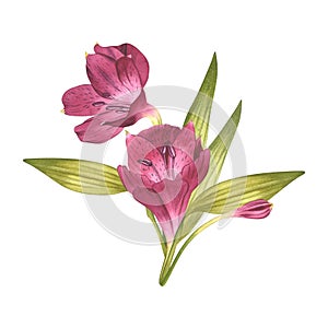Bouquet of pink flowers. Alstroemeria branch. Beautiful Peruvian Lilly. For background design, invitations. Watercolor