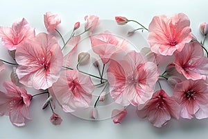 Bouquet of pink flowers arranged in a row on white background