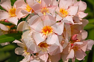 Bouquet of pink flowers with closed flowers photo