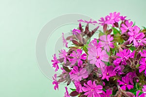 Bouquet of pink flowers on green background