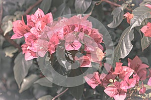 Bouquet of pink flowers Santa Rita