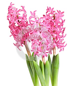 Bouquet pink hyacinths