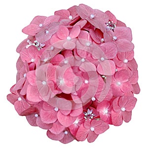 Bouquet of pink hydrangea. Watercolor flowers isolated on white background.