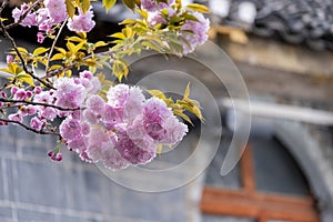 bouquet pink Japanese cherry blossoms flower or sakura bloomimg on the tree branch. Small fresh buds and many petals layer