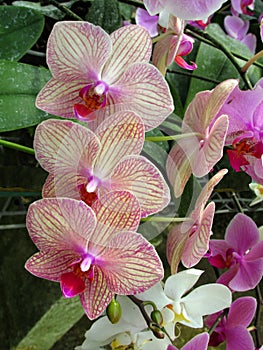 Bouquet of pink Orchid Phalaenopsis on a background of leaves in a tropical garden