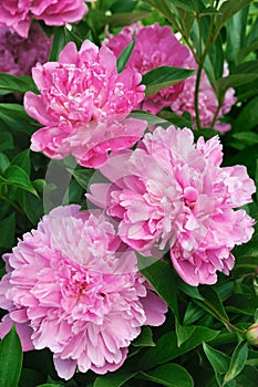 Bouquet of pink peonies