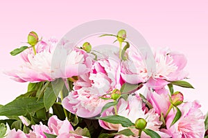 Bouquet of pink peonies