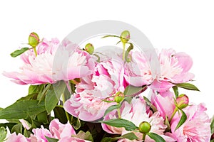 Bouquet of pink peonies