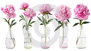 a bouquet of pink peonies arranged in a glass vase, isolated against a pristine white background, offering various