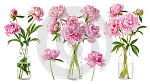 a bouquet of pink peonies arranged in a glass vase, isolated against a pristine white background, offering various