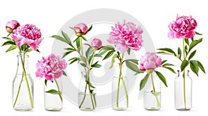 a bouquet of pink peonies arranged in a glass vase, isolated against a pristine white background, offering various