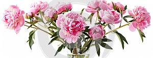 a bouquet of pink peonies arranged in a glass vase, isolated against a pristine white background, offering various