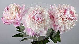Bouquet of pink peonies isolated