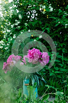 Bouquet of pink peonies in milk can in garden