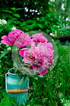 Bouquet of pink peonies in milk can in grass