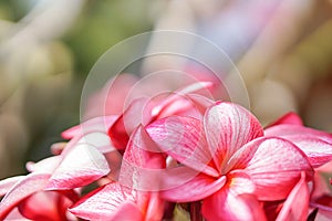 The bouquet of pink plumerias flowers